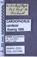 Etiketten zu Cardiophorus candezei (Koenig, 1889) (NHMW-ZOO-COL-0007045)